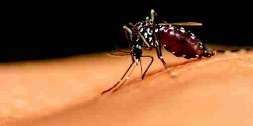 WIRED Malaria Mosquitoes Shutterstock 86679493